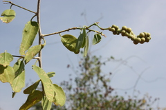 Maerua oblongifolia